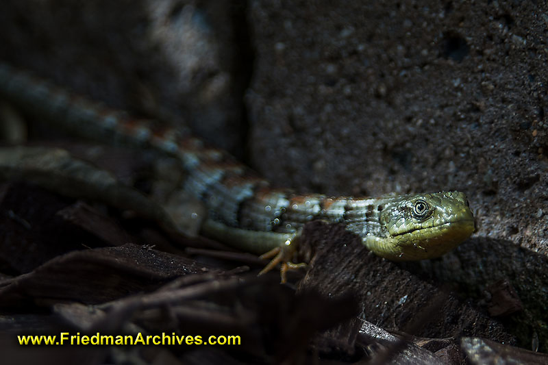 reptile,lighting,lizard,jurassic,backyard,red back,